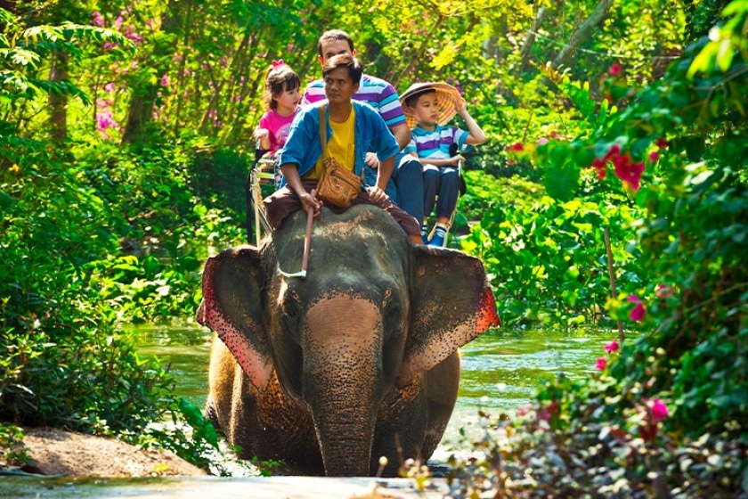 Elephants in Thailand